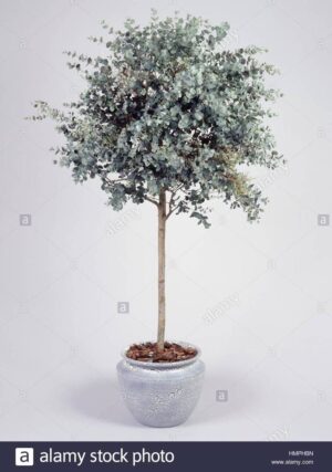 Евкалипт вечно зелен и най - ароматният сорт - Eucaliptus Silver DOLLAR