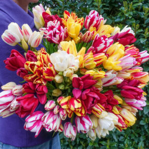 Лале многоцветно тройно букетно смес - Tulip multiflowering mix 5 Лале многоцветно тройно букетно смес - Tulip multiflowering mix 5