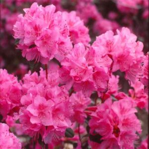 Рододендрон тъмно розов - Rhododendron pink