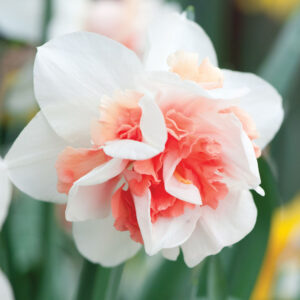 Нарцис ароматен с розова кичеста лула - Narcissus double Replete
