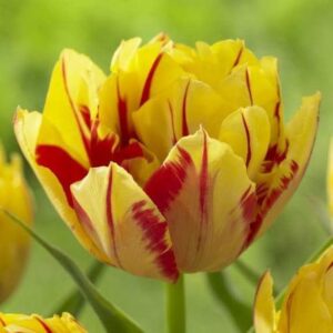 Лале Монзела ароматно кичесто двуцветно -Tulip Monsella Лале Монзела ароматно кичесто двуцветно -Tulip Monsella
