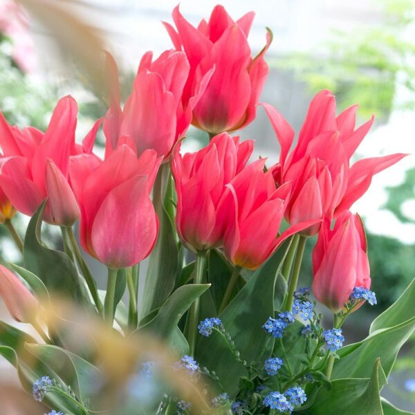 Лале Торонто цъфти с 3 до 5 цвята от всяко стъбло и не изчезва през годините - Tulip Toronto