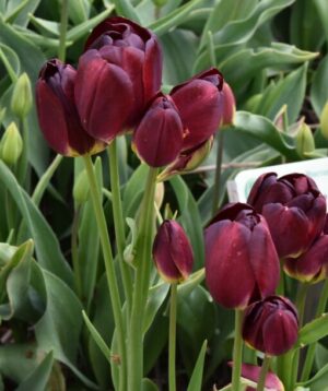 Лале Огнен клуб червено с три четири цвята - Tulip multiflowering Fiery club 7