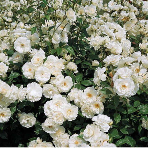 Увивна бяла силно ароматна роза - Climbing white rose