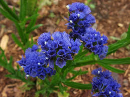 Лимониум статице за слънчеви и сухи градини син 100 броя семена - Limonium dark blue