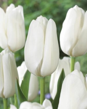Лале за изискани градинари бялата принцеса - Tulip white Prince