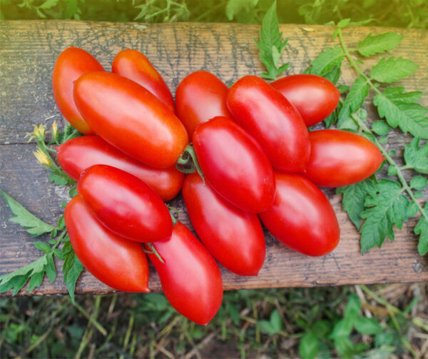 Домат Сибари без колове с висока захарност подходящ за лютеници и сушене - Tomato Sibari