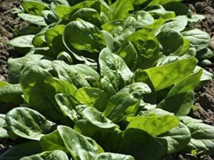 Спанак Матадор за пролетно и есенно засяване 100 броя - Spinach Matador
