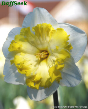 Нарцис двуцветен с къдрава лула Принтал - Narcissus Printal
