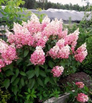Хортензия супер лесна за отглеждане и екзотична цъфти от юли до октомври - Hydrangea paniculata Pinky Winky