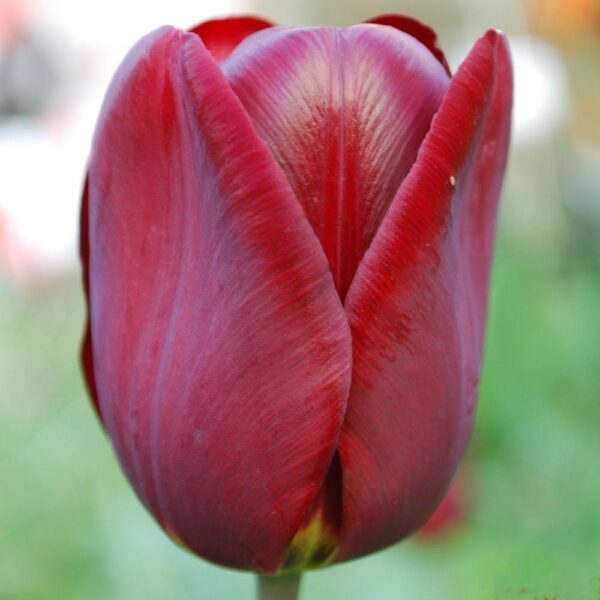 Лале Ян Реус най-тъмно червеното почти черно - Tulip jan reus
