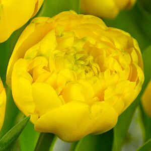 Лале Жълт кичесто помпон ароматно не изчезва - Tulip yellow pomponette