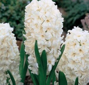 Зюмбюл бял и ароматен сорт Карнеги на първо място по аромат - Hyacinthus Carnegie