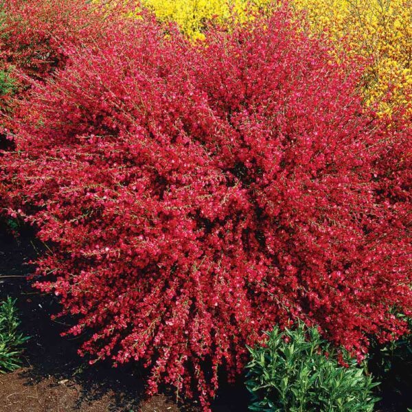 Цитисус зимоустойчив ароматен червен не капризен храст - Cytisus hollandia