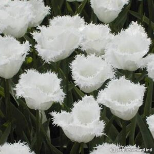 Ресничесто лале Меден месец - Tulip Honeymoon