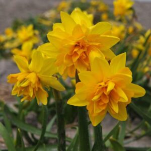 Нарцис чаровник кичестата букла - Narcissus Tete boucle