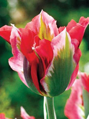Лале не изчезващо през годините с шарени листа и извънземно красив цвят - Tulip Esperanto