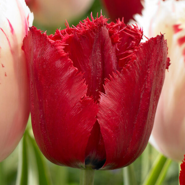 Лале ресничесто акцент в градината - Tulip Red wing