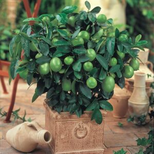 Нискостеблен зелен лимон лайм - Citrus aurantifolia (Lime)