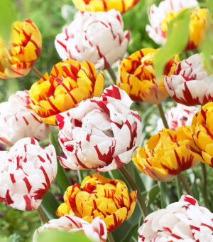 Лале екстравагантен смес от кичести двуцветни лалета - Tulip double Monsela and Carnaval de Nice mix