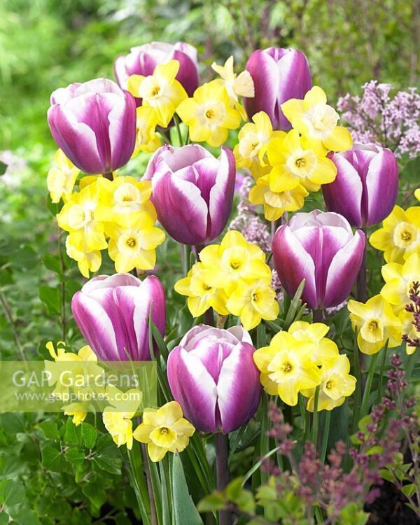 Лале с голям цвят и здраво стъбло - Tulip Librije