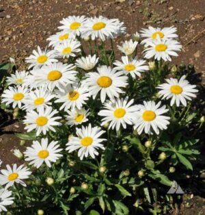 Маргаритка Сребърната принцеса компактна с безброй едри цветове - Leucanthemum silver princess Маргаритка Сребърната принцеса компактна с безброй едри цветове - Leucanthemum silver princess