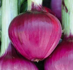 Лук червен воден много сладък подходящ и най-добър за салати - Onion Tropea rossa