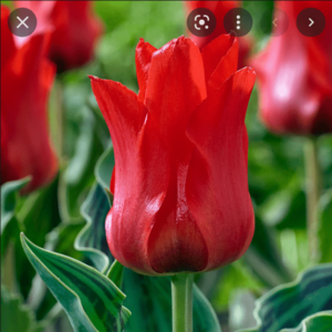 Лале не изчезва през годините Ориенталска красавица за саксии и алпинеуми - Tulip Oriental beauty