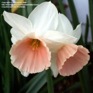 Нарцис ароматен с двоен цвят в кремаво и прасковено - Narcissus triandrus katie heath