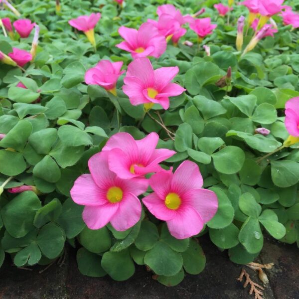 Оксалис висящ и почвопокривен с розови цветчета - Oxalis Depresa