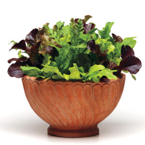 Салата смес за отглеждане в сандъче - Simply salad