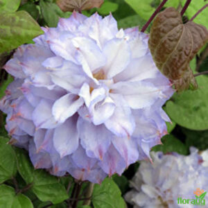 Клематис Вероника с цвят на водна лилия кичест двуцветен - Clematis Veronica's choice