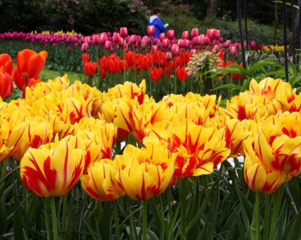 Лале Монзела ароматно кичесто двуцветно истински спектакъл -Tulip Monsella