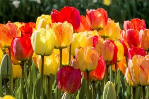 Ресничеста колекция лале розов меден месец - Fringed tulips orange and yellow