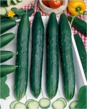 Най-плодовитият сорт краставица без горчивина - cucumber Murz burpless type