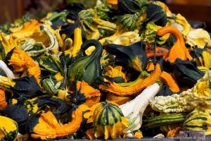 Декоративни тиквички увивни и пълзящи смес - Gourd ornamental mix seeds