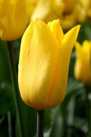 Лале Масивно злато устойчиво на болести - Tulip strong gold