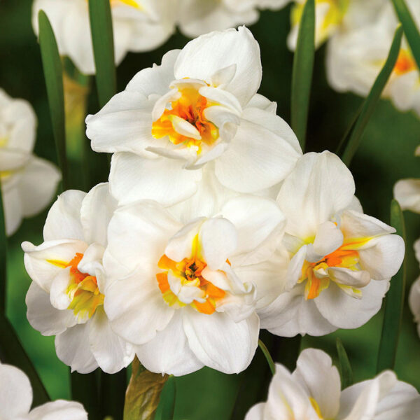 Нарцис троен ароматенне изчезва Сър Уинстон Чърчил - Narcissus Winston Chirchil