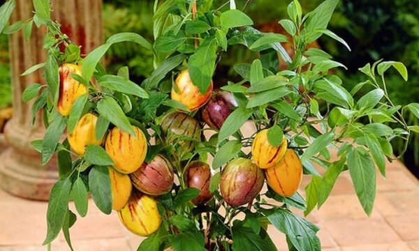 Екзотично пъпешово дърво за висящи кошници - Pepino gold (Solanum muricatum)