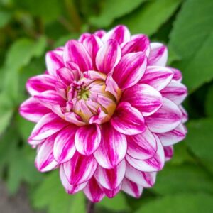 Далия Милене супер стилна и кичеста - Dahlia Mylene Далия Милене супер стилна и кичеста - Dahlia Mylene