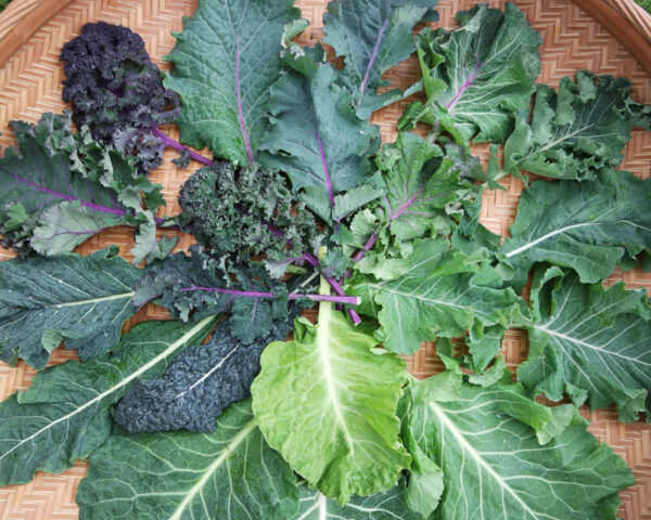 Кейл смес супер храна за производство и на терасата - Kale mixture