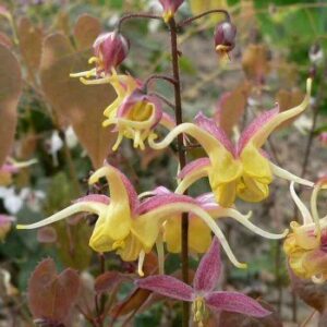 Епимедиум зимоустойчива орхидея с много дълъг цъфтеж - Epimedium Fire dragon