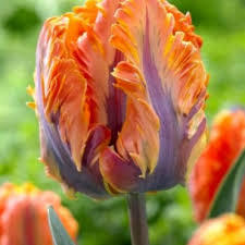 Лале папагалско Ирен в оранжево с лилаво - Tulip Princess Irene