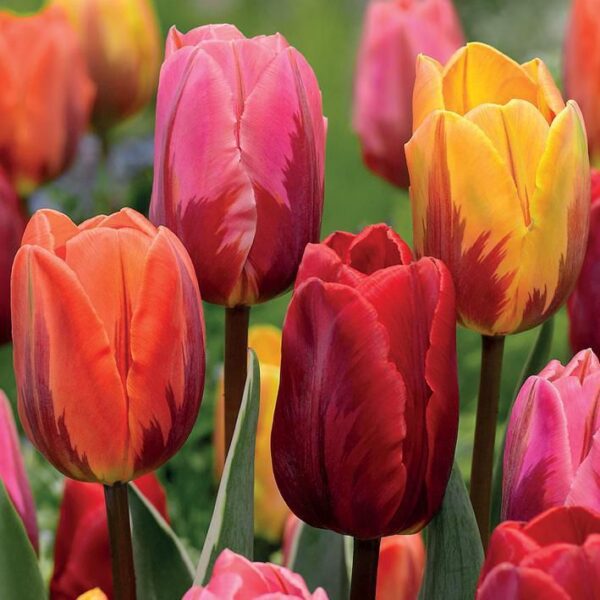 Лале изгаряща красота от смесени багри - Tulip Flaming beauty