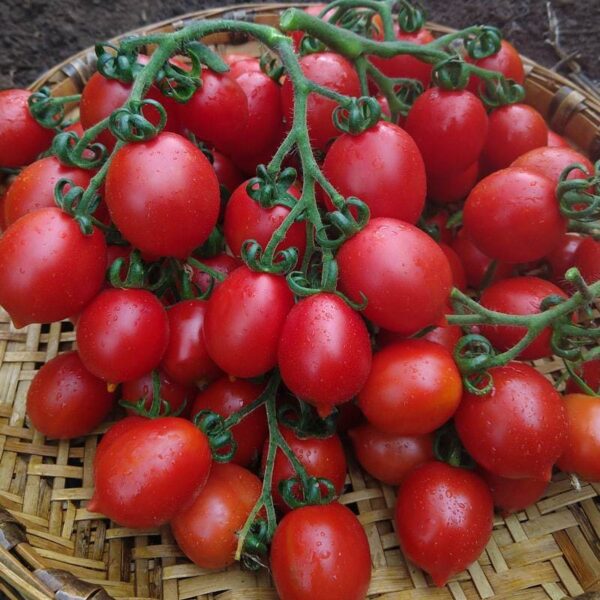 Чери домат кралят на доматеното пюре и най-известният сорт за сушене - Tomato Principe Borgese