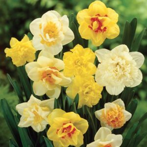 Нарцис не изчезва смес с очарователно кичести цветове - Narcissus double mix