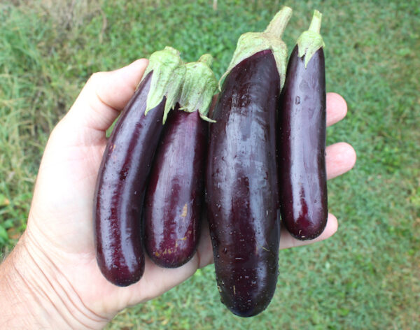 Патладжан без горчивина за саксия сорт Хензел превъзходен вкус - Eggplant Hansel F1