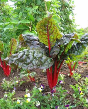 Рубарб Чард многогодишен зеленчук супер храна - Rhubarb chard beta vulgaris