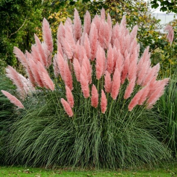 Кортадерия най-екзотичната и красива розова трева - Cortaderia pink