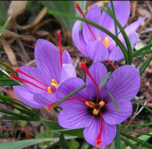 Минзухар шафранов лилавото злато натурализира се - Crocus sativus (Saffran)